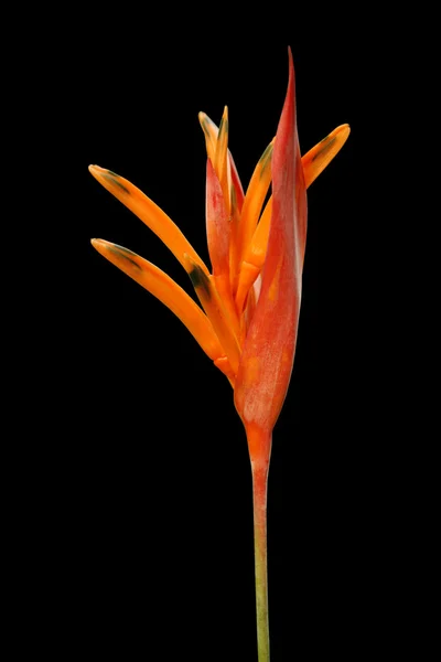 Un fiore di Heleconia Immagini Stock Royalty Free