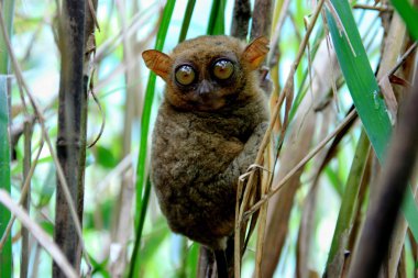 A Tarsier clipart