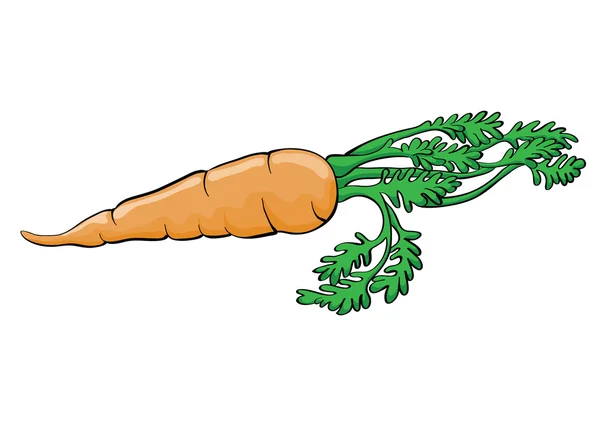 Zanahoria Vector de stock