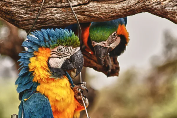 Papegaaien zijn ondeugende Stockfoto