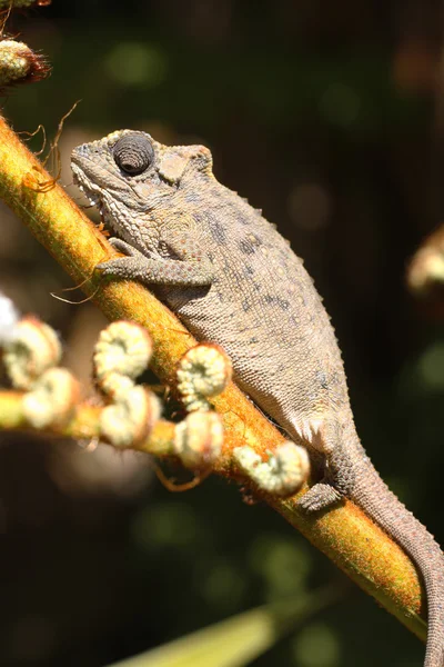 stock image Southern Dwarf Chameleon