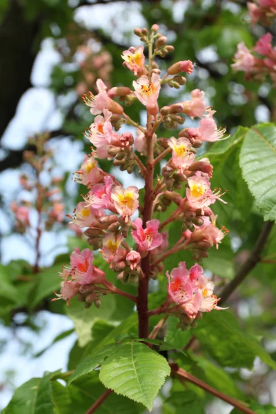 Chestnut tree blossom — Stock Photo, Image