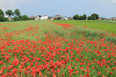 Poppy flowers clipart