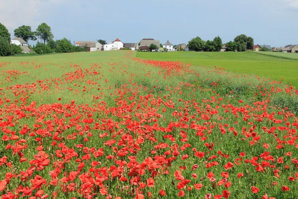 Poppy bloemen — Stockfoto