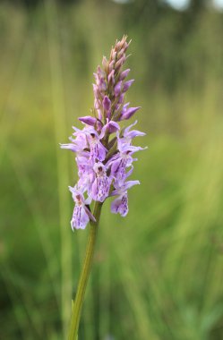 Dactylorhiza orchid clipart