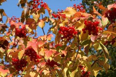 Cranberrybush