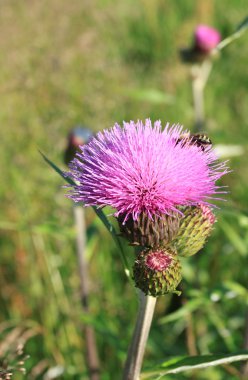 Thistle çiçek