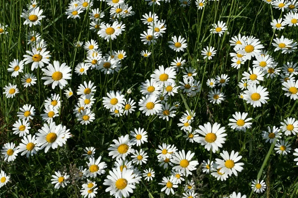 Daisys. — Foto de Stock