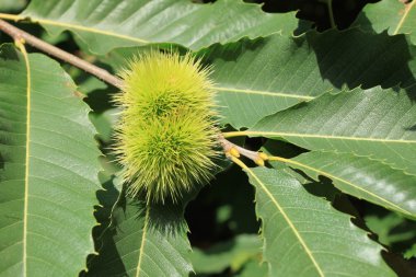 Castanea sativa clipart