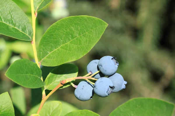 Blueberry highbush utara — Stok Foto