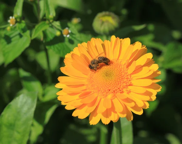 Stock image Pot marigold