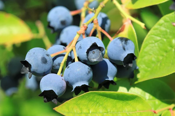 Blueberry highbush utara — Stok Foto