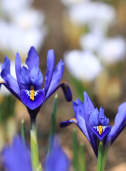 stock image Iris pumila