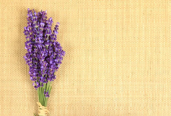 stock image Lavender