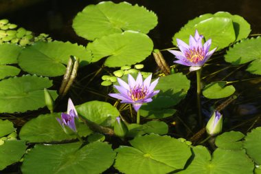 Nymphaea colorata clipart