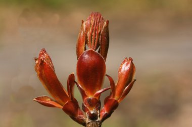 Fraxinus excelsior - ash tree clipart