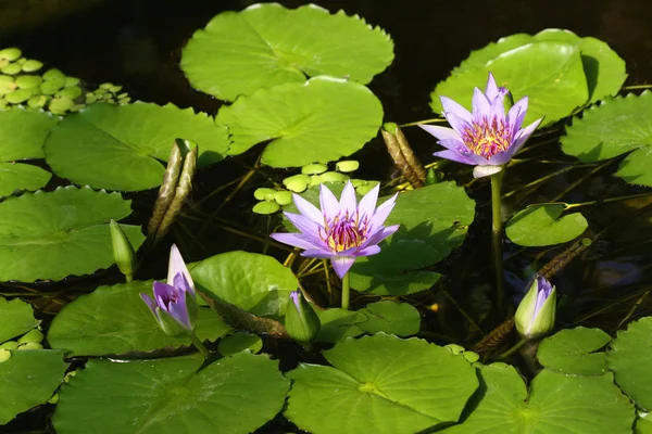 stock image Nymphaea colorata