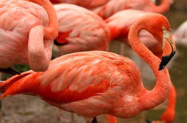 Kırmızı egzotik kuş - flamingo