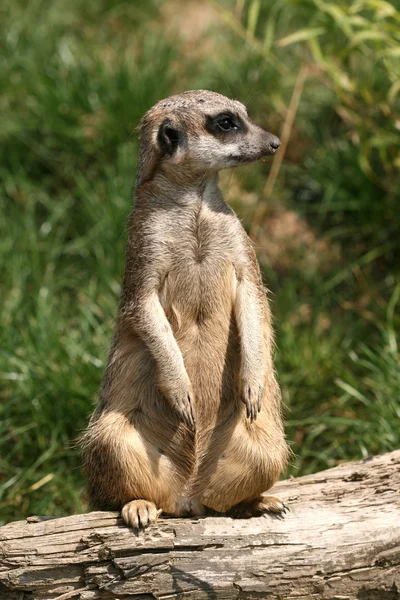 Sentado suricate — Foto de Stock