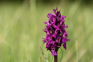 Western marsh orchid clipart