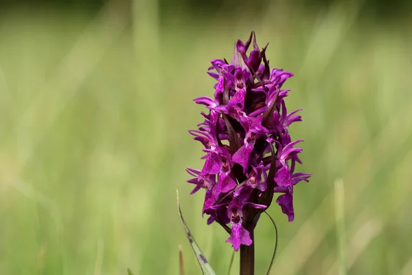 Orquídea de pântano ocidental — Fotografia de Stock