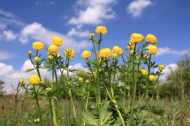 Globeflower