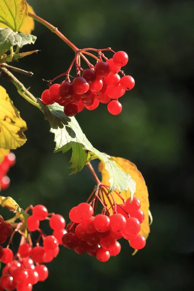 Cranberrybush europeo — Foto Stock