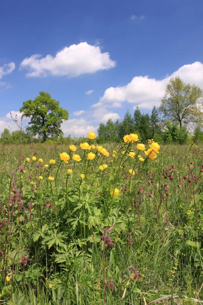 stock image Globeflower