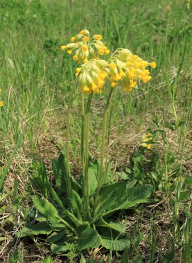 Primula veris