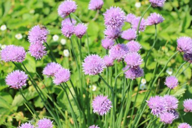 Chives clipart