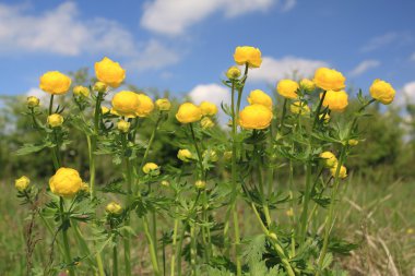 Trollius - Globeflower