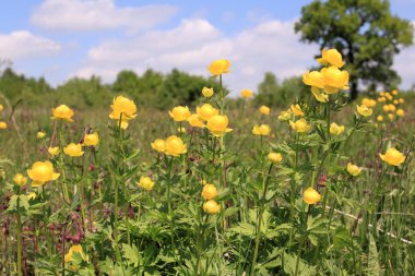 Globeflower