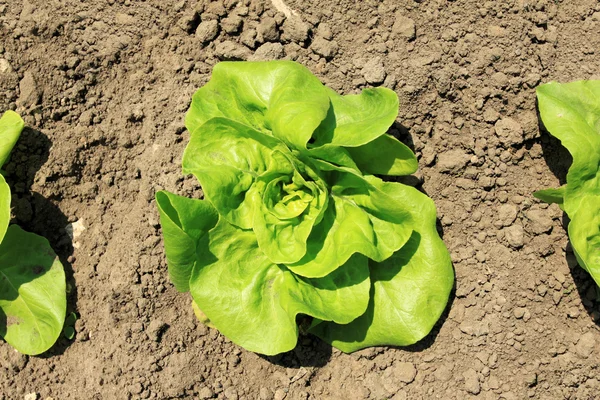 stock image Organic lettuce