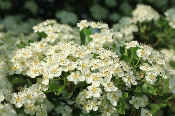 Hawthorn blossom — Stock Photo, Image