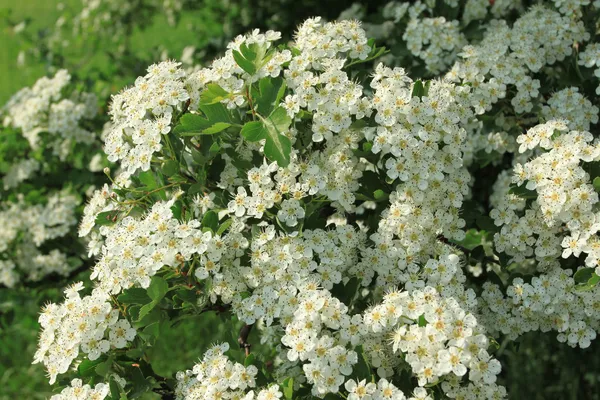 stock image Hawthorn