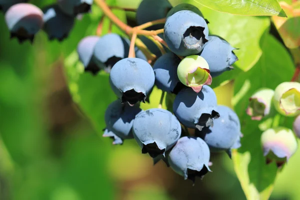 Northern highbush blueberry — Stock Photo, Image