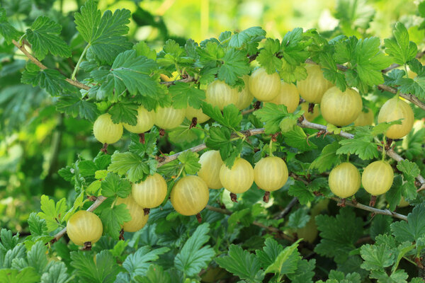Gooseberry