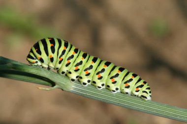 Kelebek catterpillar