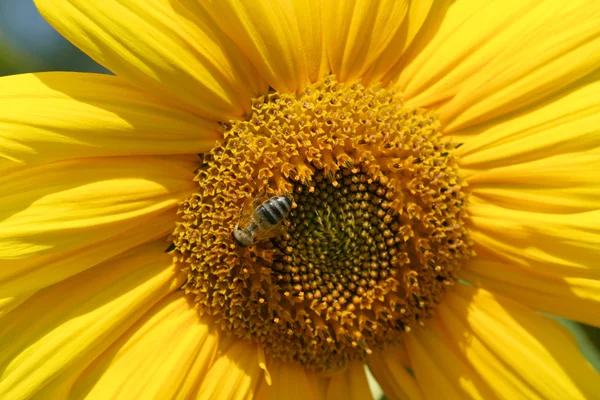 stock image Bee in sunflower