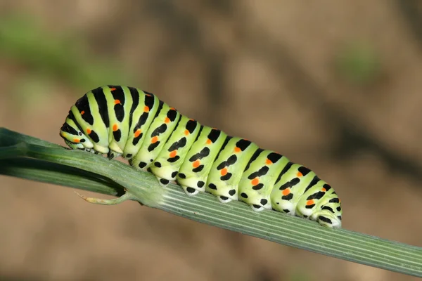 Catterpillar motýl — Stock fotografie
