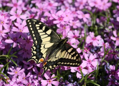 Swallowtail