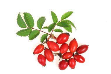 Hawthorn fruits clipart