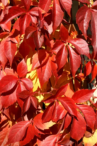 stock image Autumn background