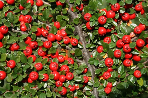Cotoneaster — Stock Photo, Image