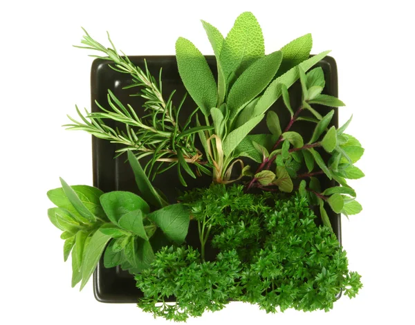 Aromatic herbs — Stock Photo, Image