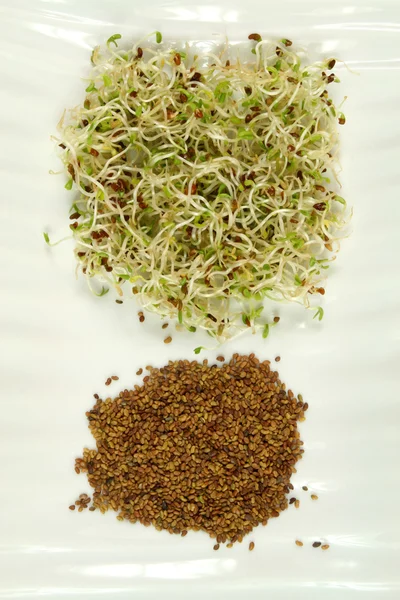 Sprouts and seeds — Stock Photo, Image