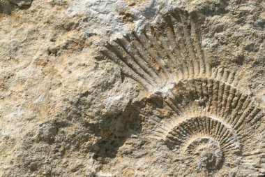 Ammonite fossil clipart