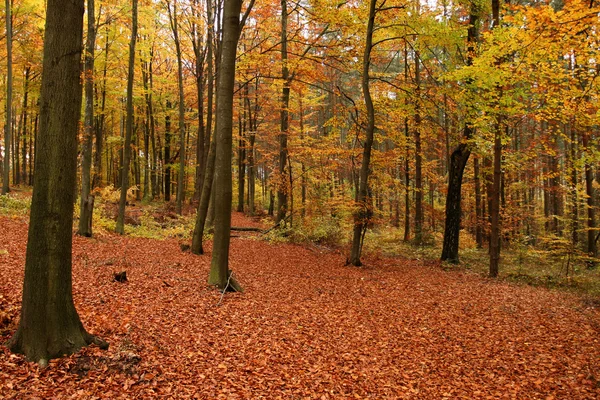 Bosque de otoño . —  Fotos de Stock