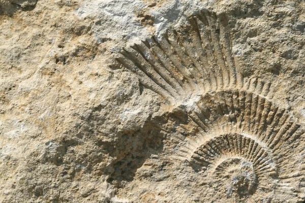 Fosilă de amonit — Fotografie, imagine de stoc