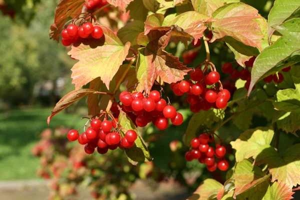 欧州 cranberrybush — ストック写真